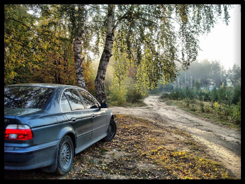 Машина в лесу