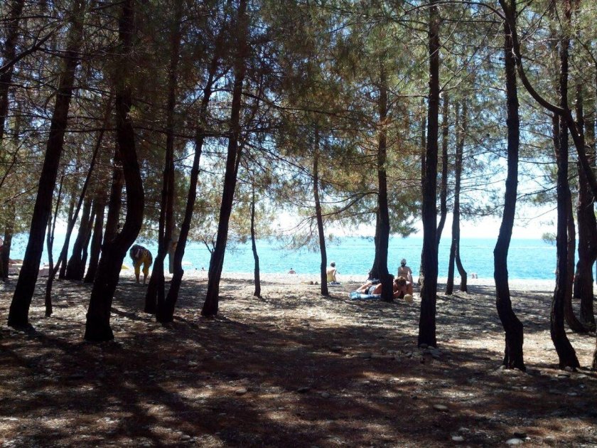 Пляж у соснового бора в пицунде