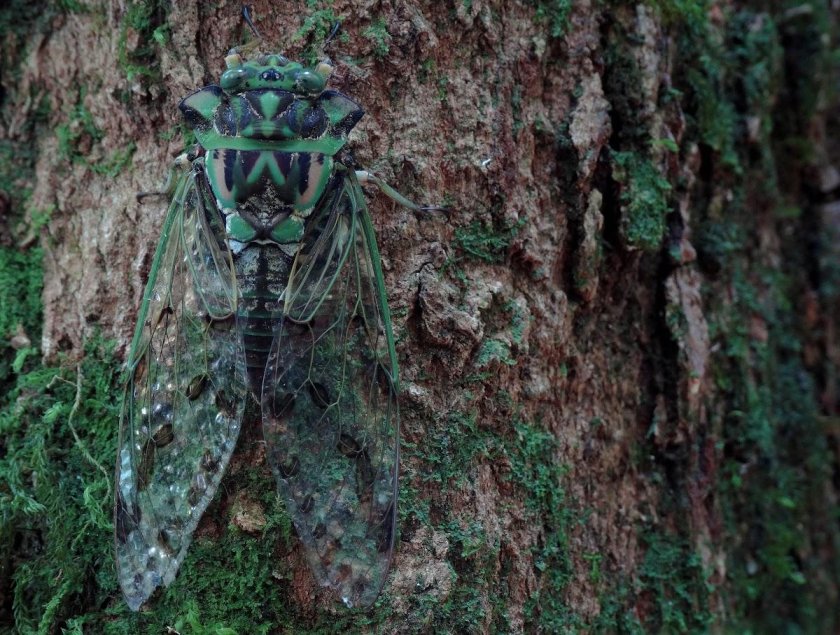 Апатетическая Мимикрия