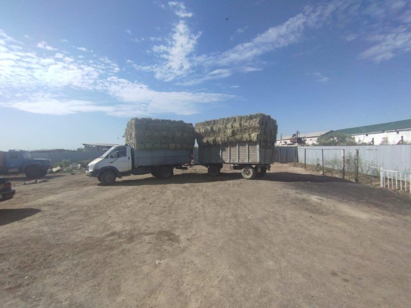 Газель сено