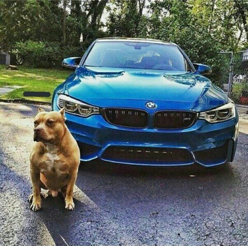 БМВ питбуль м5