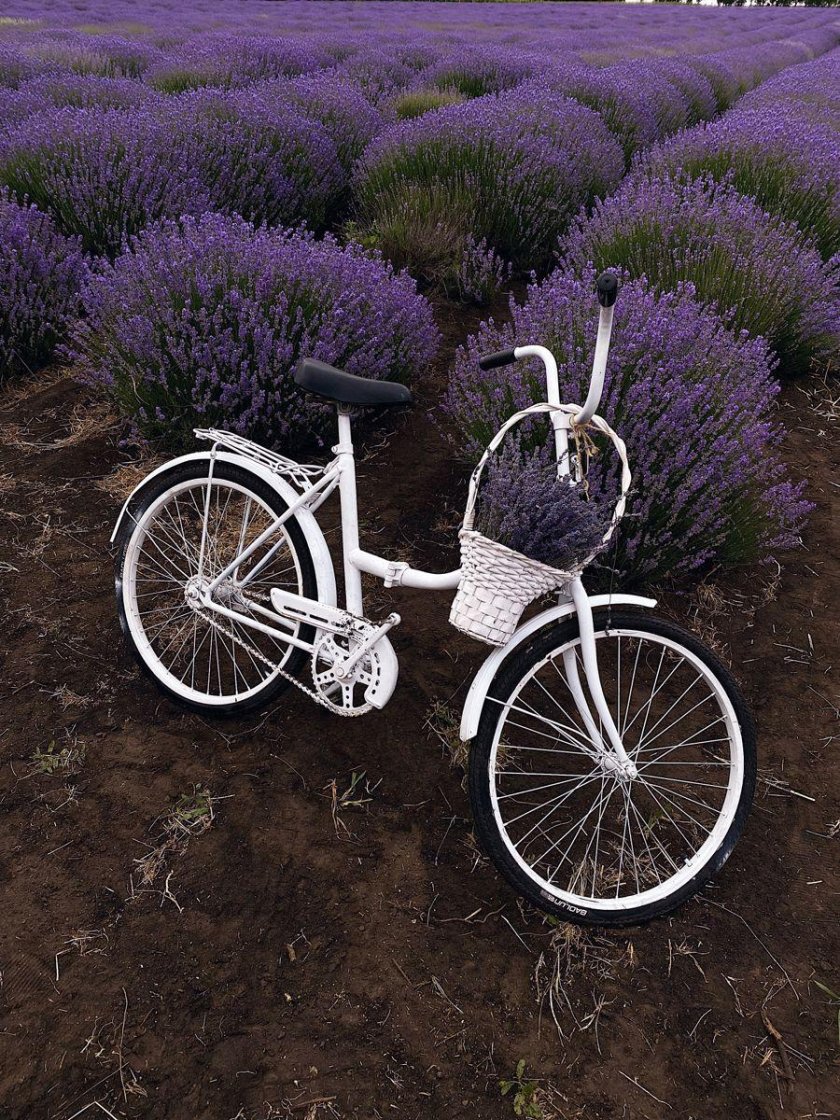 Велосипед с лавандой