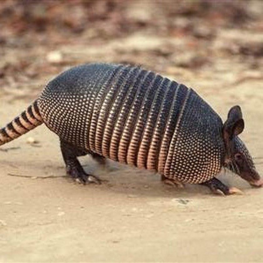Броненосец млекопитающее