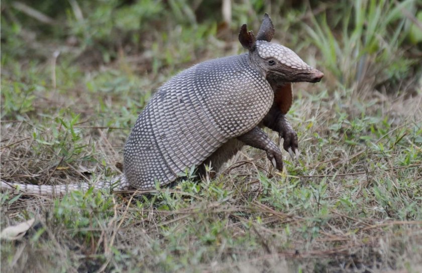Армадилло броненосец