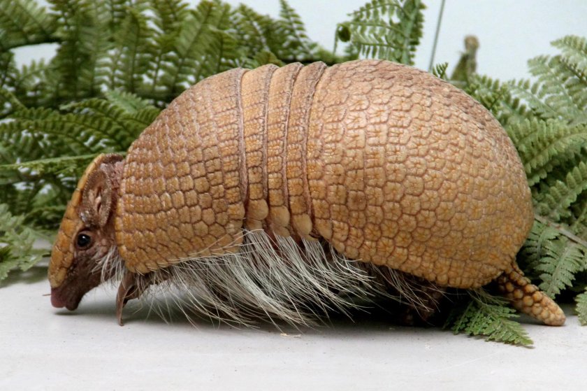 Армадилло броненосец