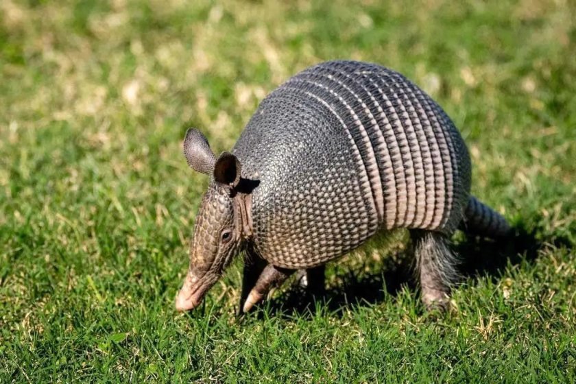 Армадилло броненосец