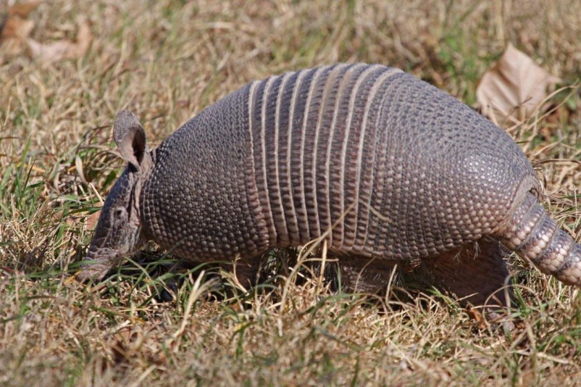 Плащеносный броненосец