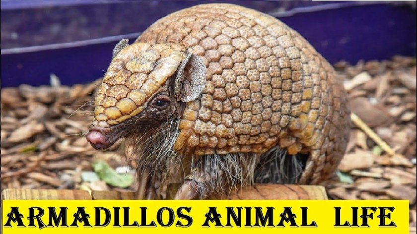 Броненосец животное