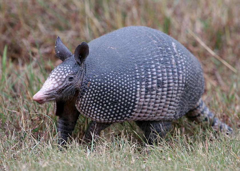 Броненосец Южной Америки