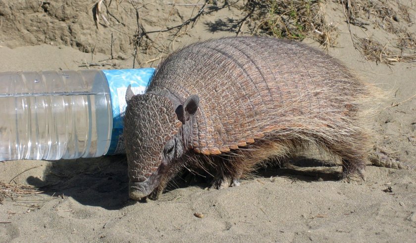 Плащеносный броненосец