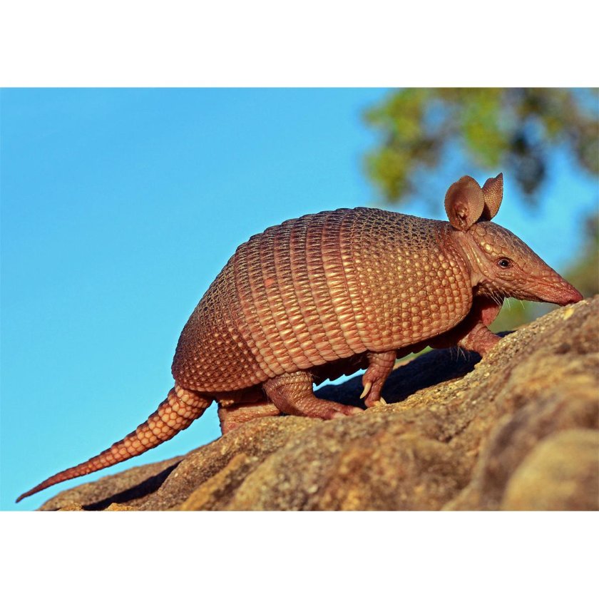 Армадилло броненосец