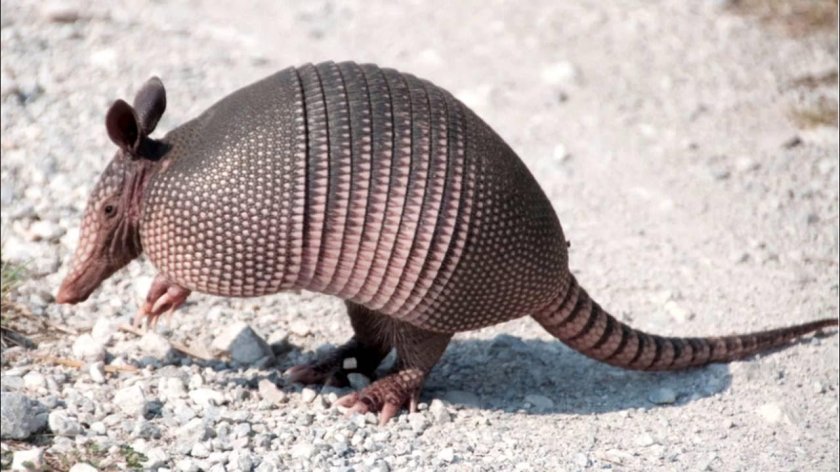 Армадилло броненосец