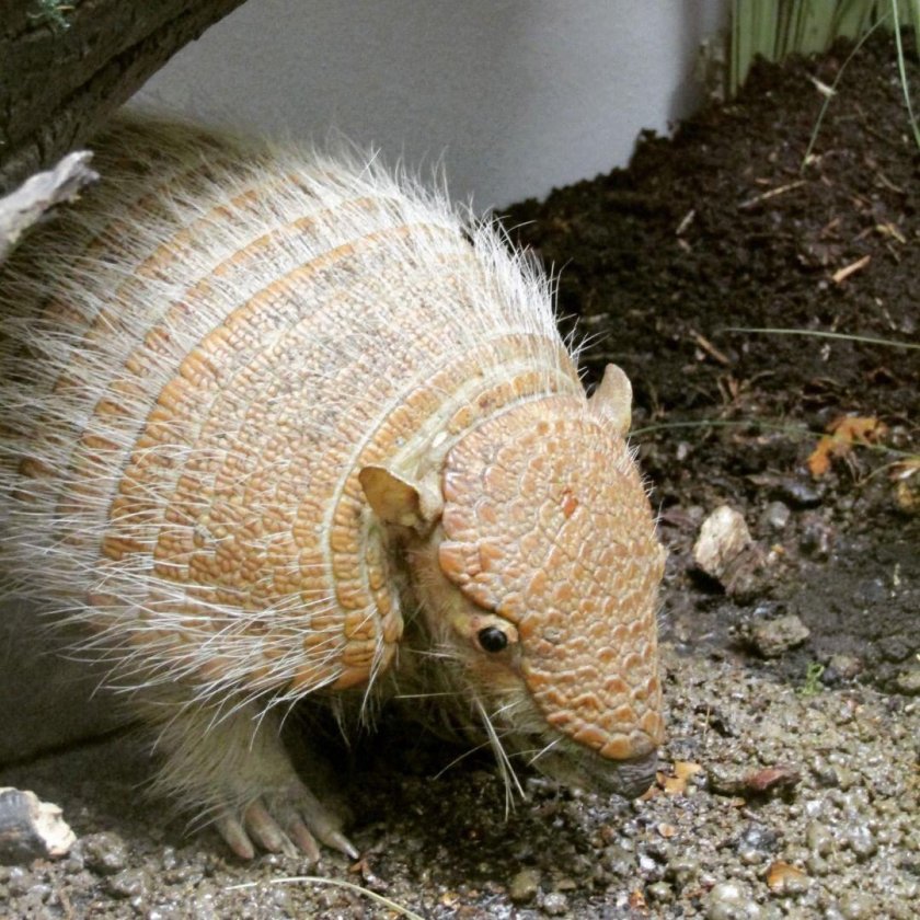 Щетинистый броненосец