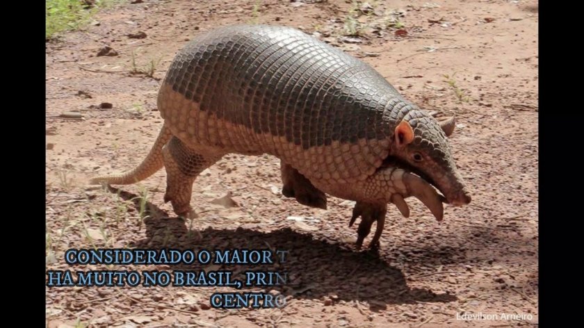 Гигантский броненосец priodontes Maximus