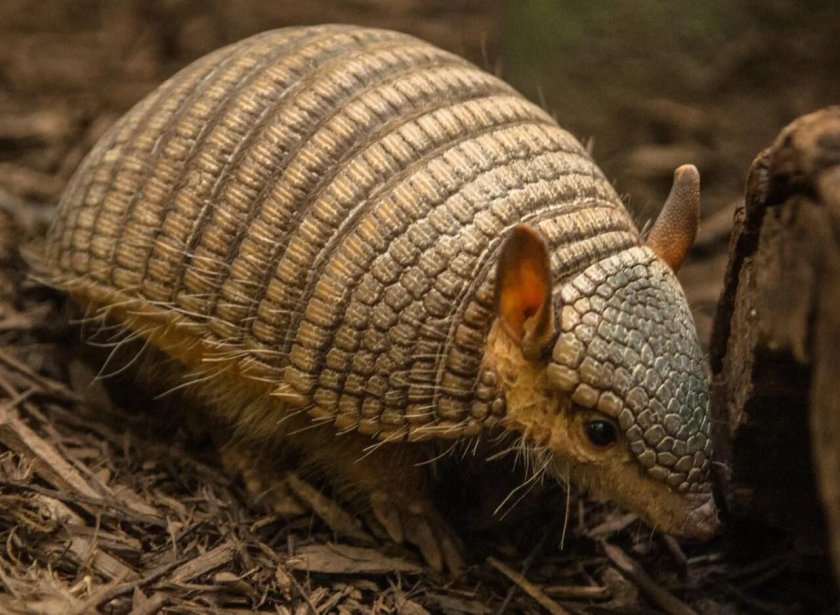 Армадилло броненосец