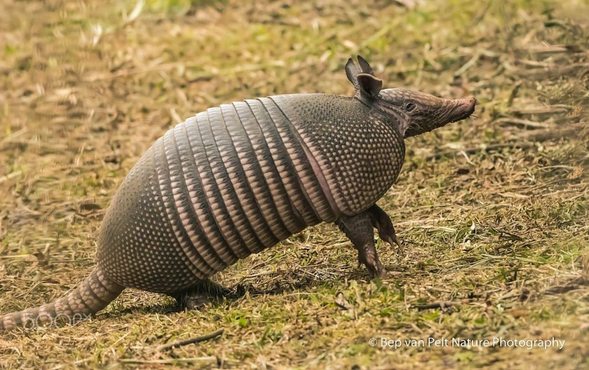 Девятипоясный броненосец