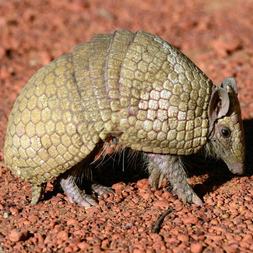 Армадилло броненосец