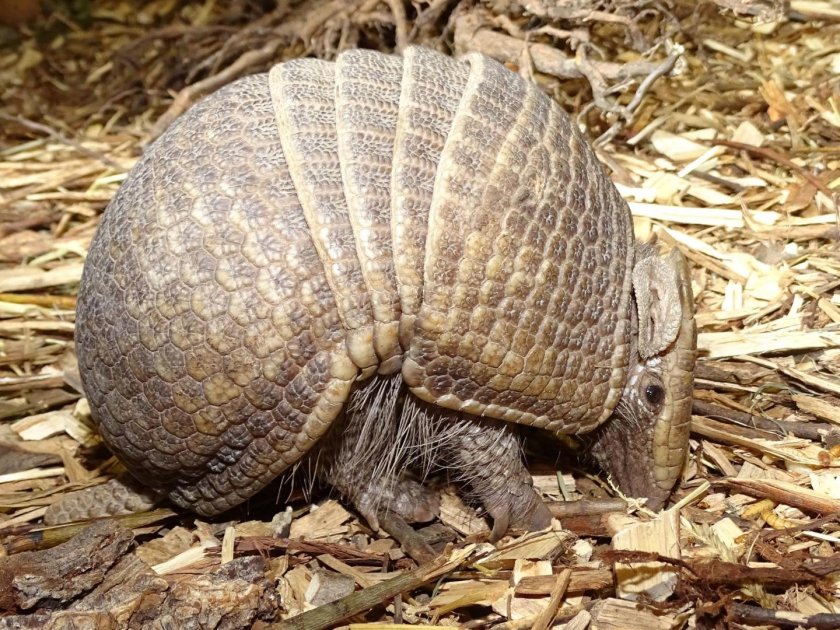 Армадилло броненосец