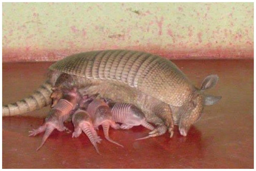 Плащеносный броненосец