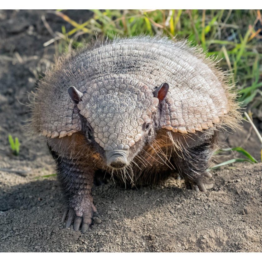 Броненосец БЕЛОЩЕТИНИСТЫЙ