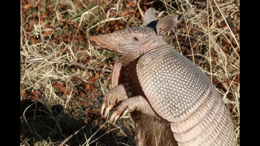 Девятипоясный броненосец