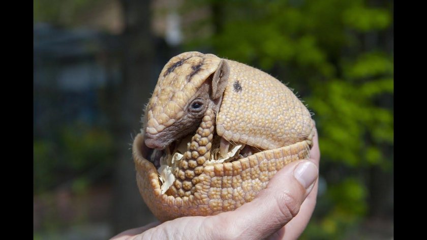 Армадилло броненосец