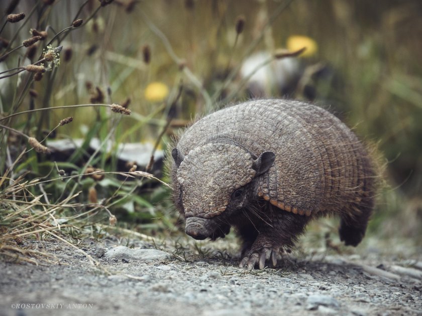 Тапир и броненосец
