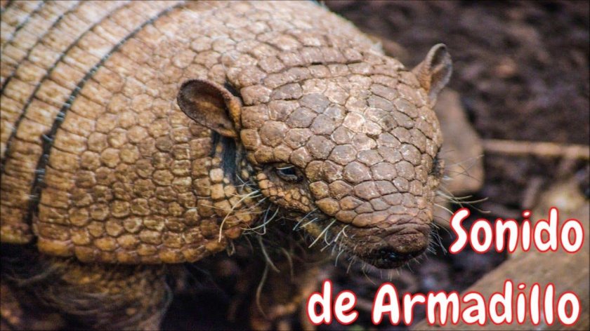 Армадилло броненосец
