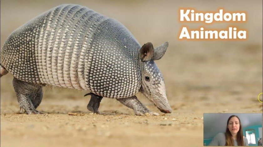 Девятипоясный броненосец