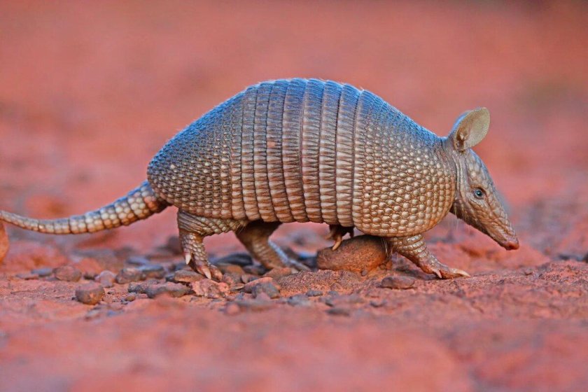 Армадилло броненосец