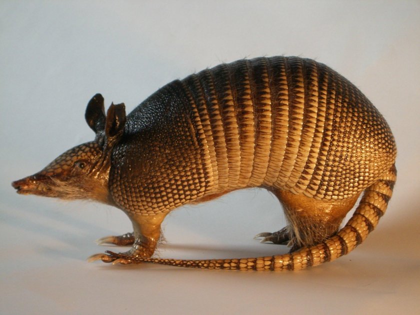 Сумчатый броненосец