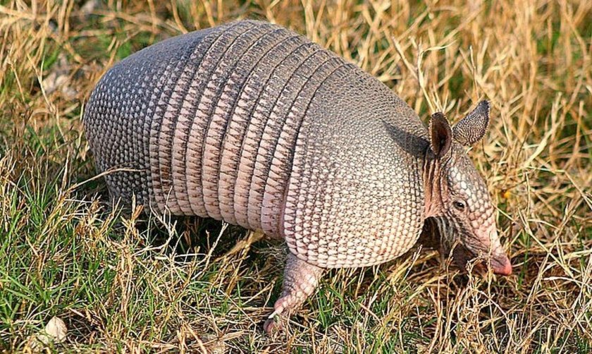 Трехпоясный броненосец