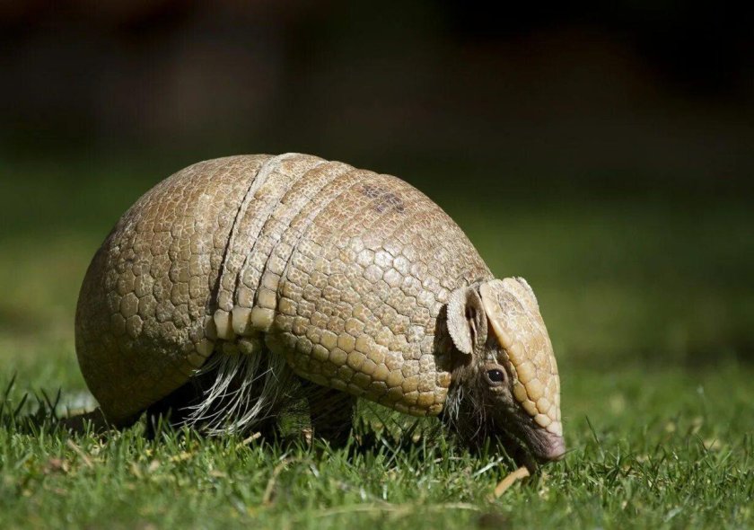 Шаровой трехпоясный броненосец