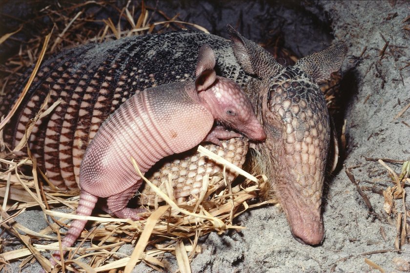 Девятипоясной броненосец