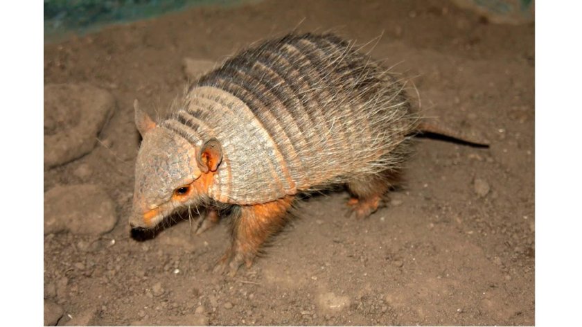 Щетинистый броненосец