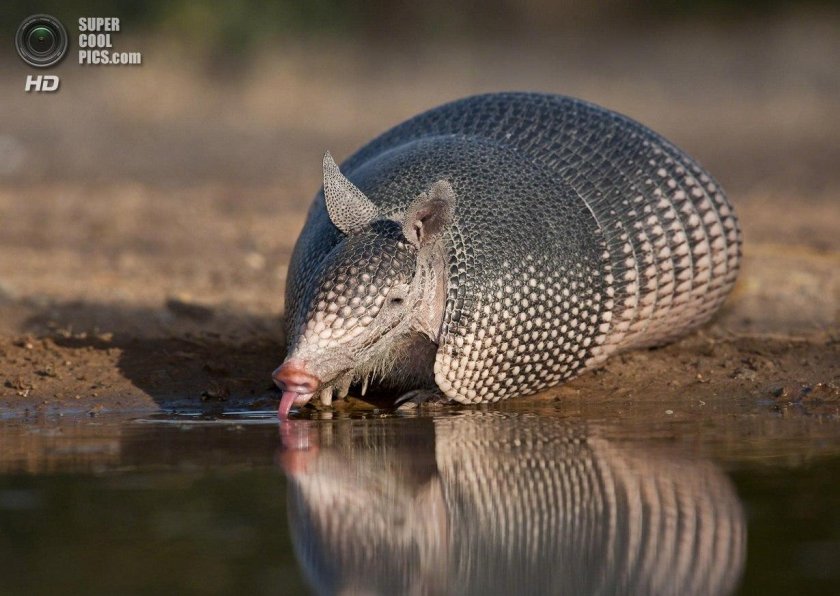 Броненосец Южной Америки