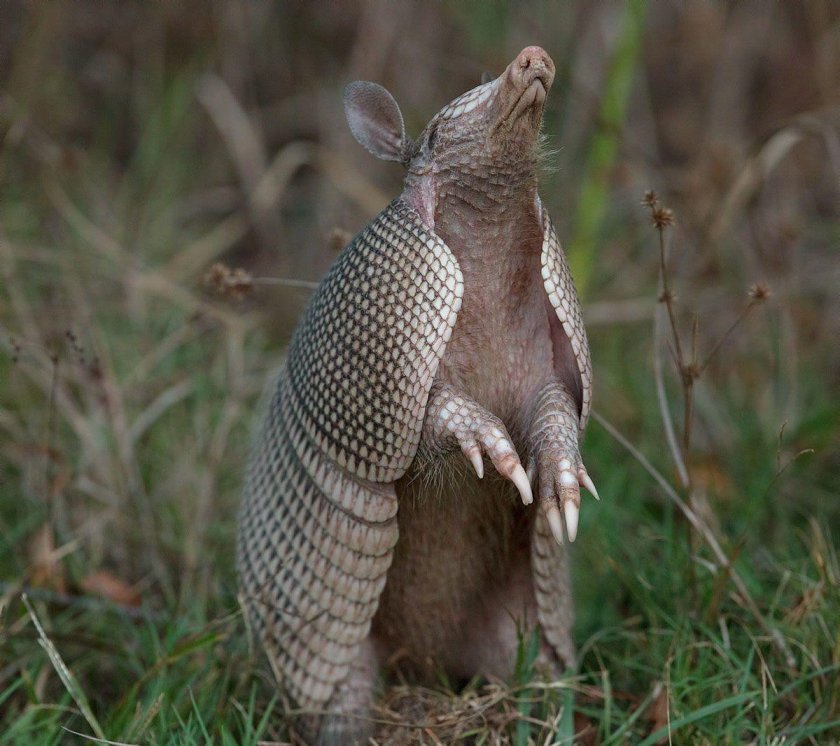 Броненосец Южной Америки