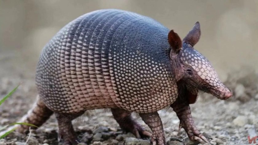 Девятипоясный броненосец