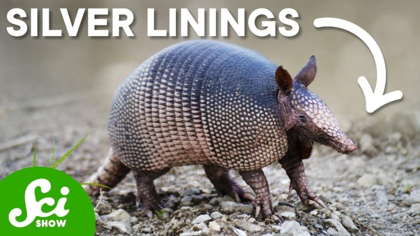 Девятипоясный броненосец