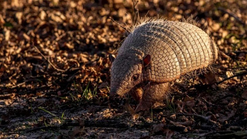 Жук броненосец