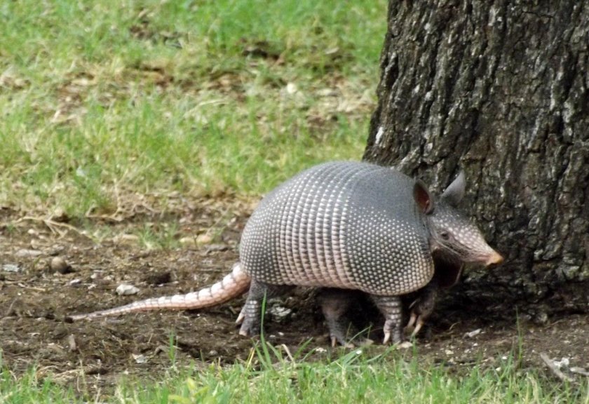 Девятипоясный броненосец