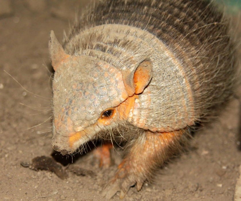 Плащеносный броненосец