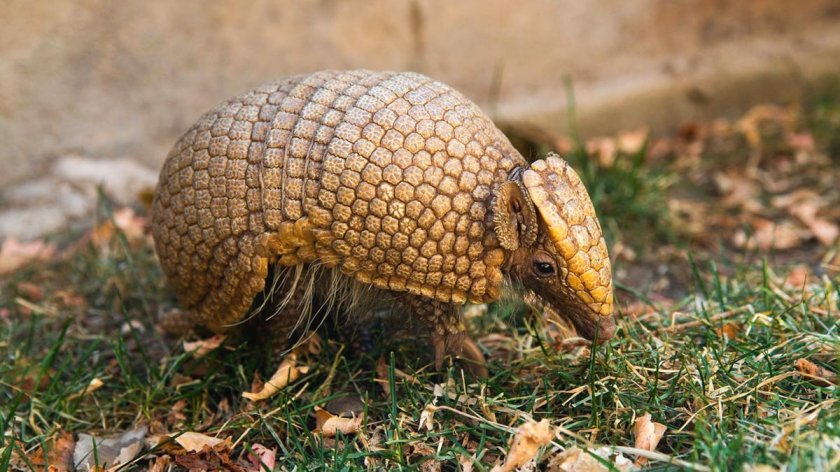 Яйца Армадилло