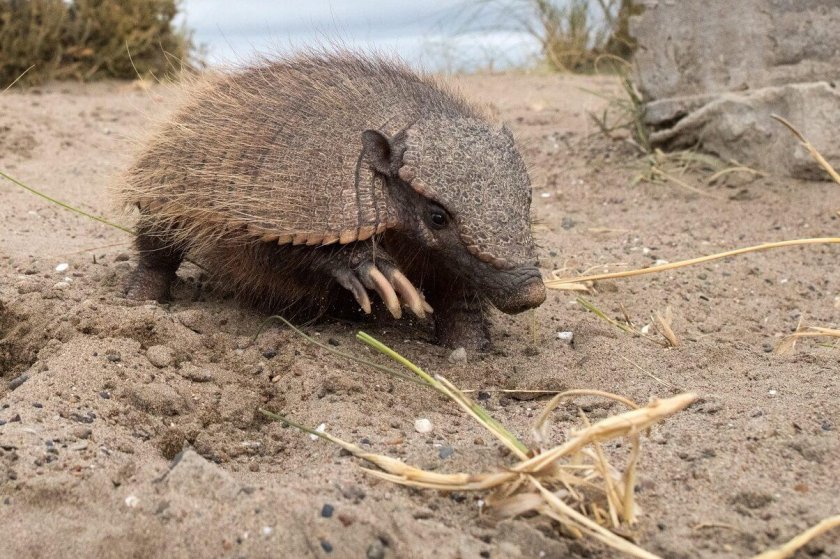 Броненосец голова