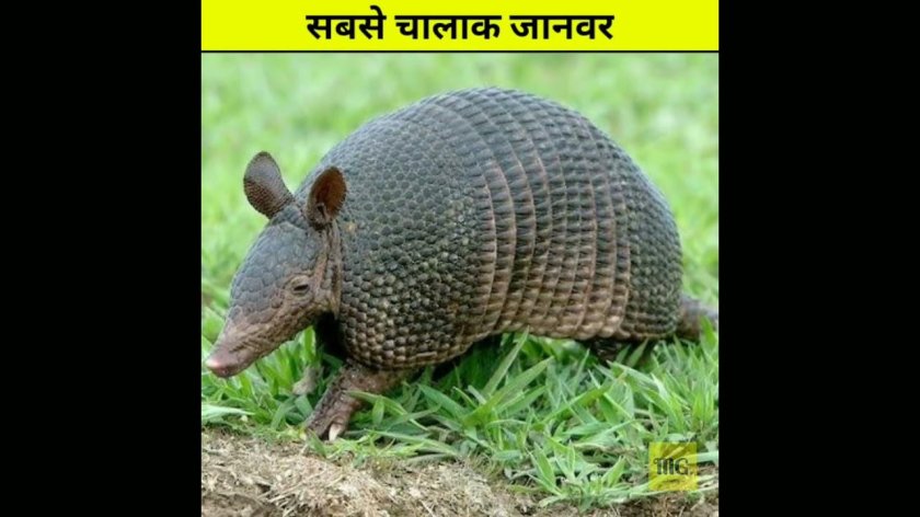 Армадилло броненосец