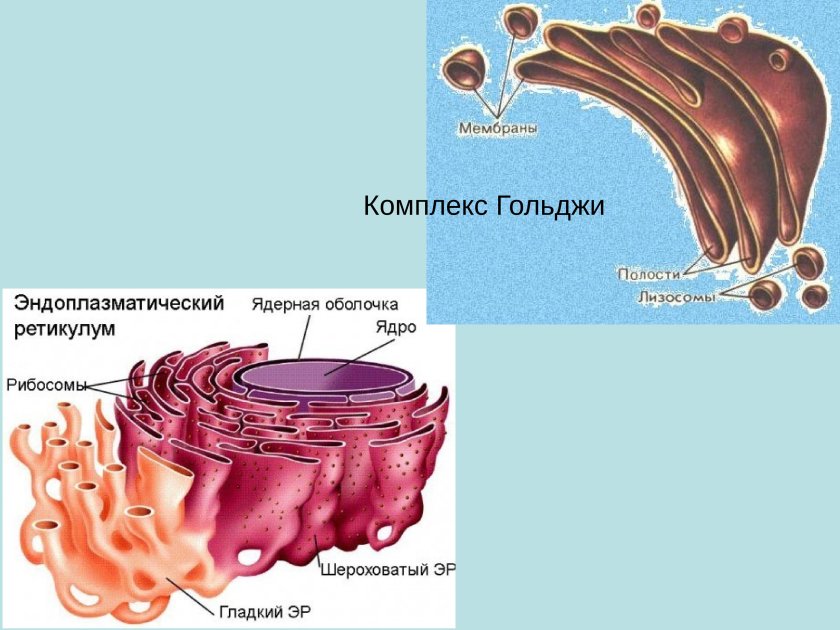 Эндоплазматический ретикулум и аппарат Гольджи