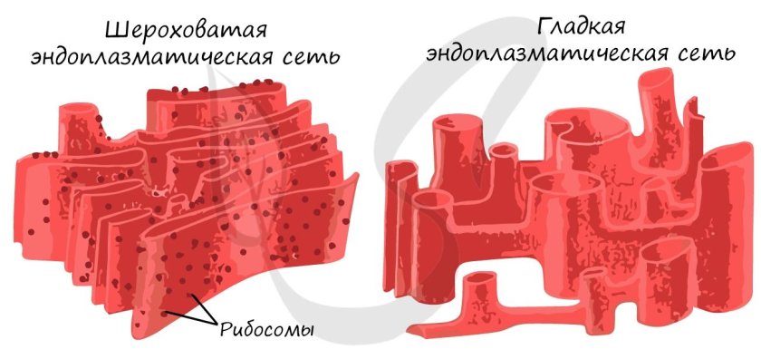 Эндоплазматическая сеть гладкая и шероховатая