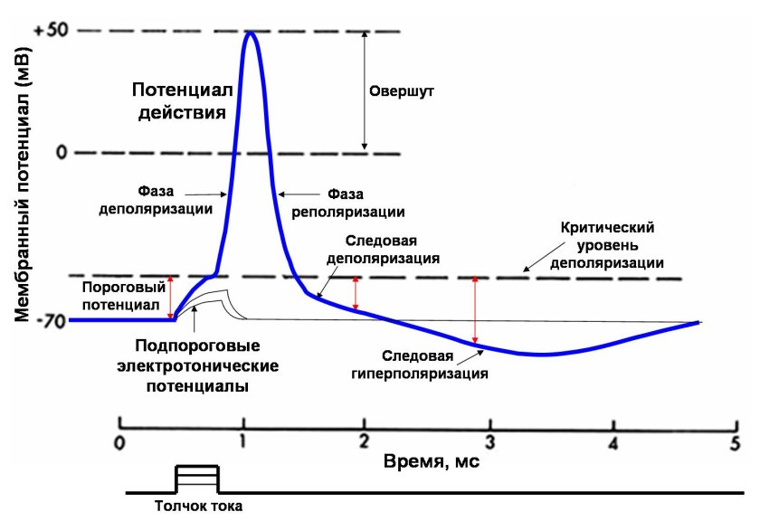 Схема потенциала действия нервной клетки