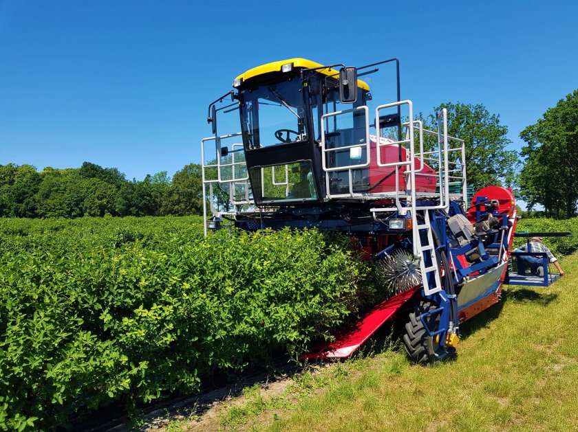 Ягодоуборочный комбайн Oskar 4wd