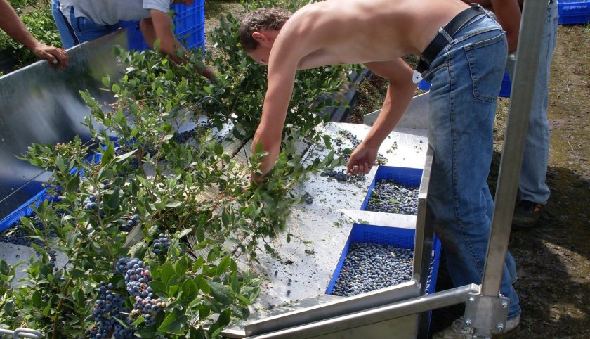 Приспособление для сбора жимолости